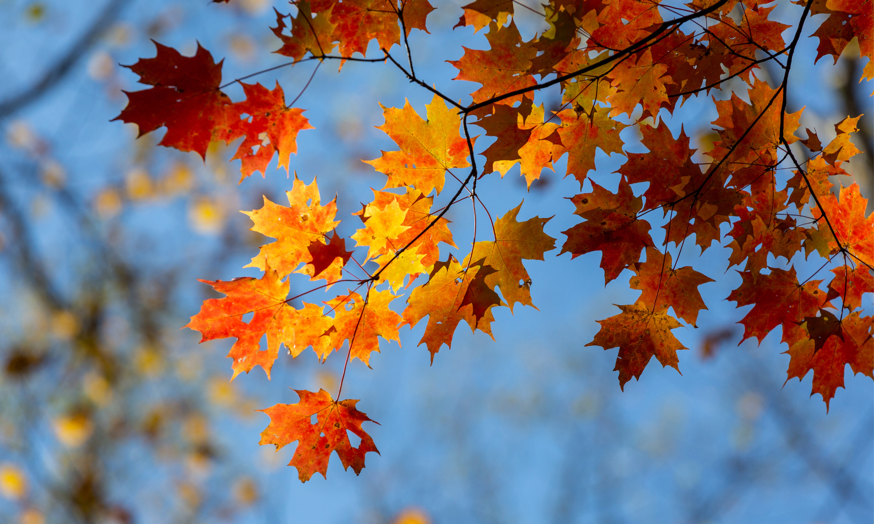 Os essenciais de outono: 5 cuidados para toda a família