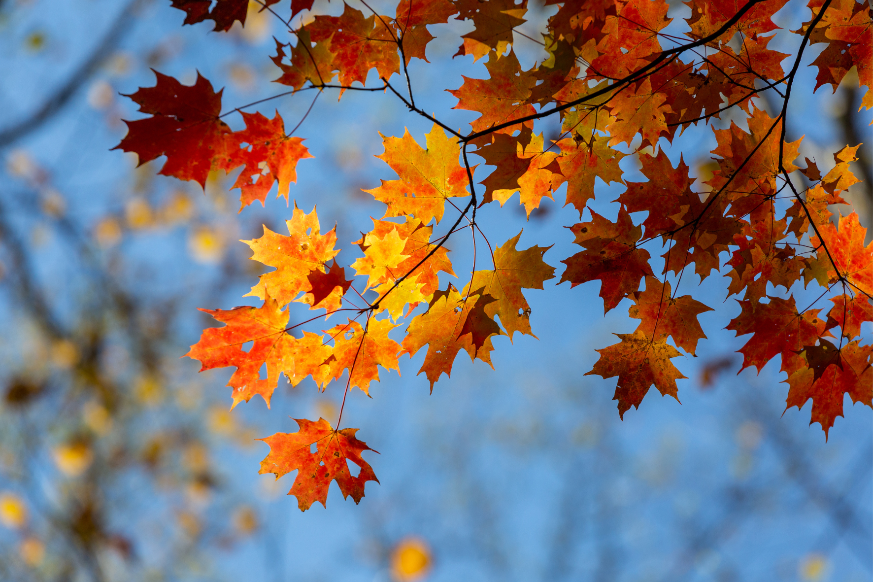 Os essenciais de outono: 5 cuidados para toda a família